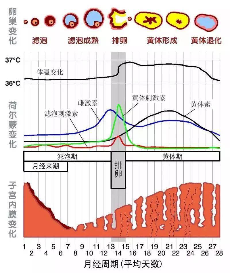 生活中的生理常识_生理常识是什么_生理生活常识